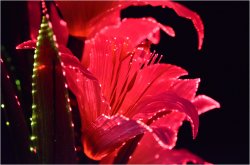 画像4: 光ファイバー使用の光る仏花【7色に変化する煌めくお花　テルミナ：リリー】新盆　初盆　お盆用品　盆提灯　盆花　仏壇用仏具　送料無料