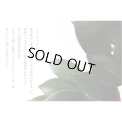 画像7: モダン神具付き・台付き【結祈サイズ小＋神具ＳＯＲＡ＋榊+INORI（イノリ）台】ダーク色　神棚　神具　送料無料