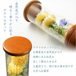 画像4: 仏具・お盆飾り【国産シルクフラワー仏花：アクリル製　LED供花ポット　舞菊（まいぎく）】仏壇仏具　盆花　造花　花立て　お供え　供花　盆花　お灯明　霊前灯　八女提灯　菊　菊の花　進物　電池式　コードレス