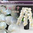 画像1: 光ファイバー使用の光る仏花【7色に変化する煌めくお花　テルミナ：胡蝶蘭】新盆　初盆　お盆用品　盆提灯　盆花　仏壇用仏具　送料無料