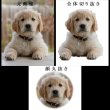 画像5: ペット位牌【世界に一つの特別：3Dクリスタル位牌（コパン）無色透明】モダン　オリジナル位牌　ガラス　オーダーメイド　送料無料